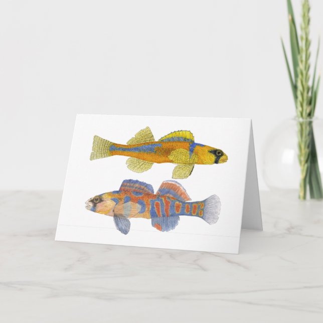 Cartão Slackwater & Darters Alaranjado-Throated (Frente)