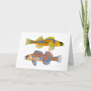 Cartão Slackwater & Orange-Throated Darters