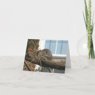 Cartão Sleeping Squirrel