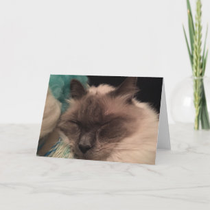 Cartão Sleepy Cat Greeting Card (landscape)