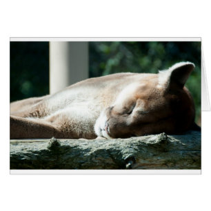 Cartão Sleepy Cougar, você é adorável
