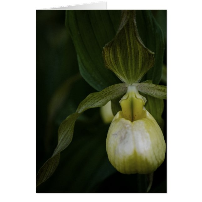 Cartão Slipper 2 Amarelo (Frente)