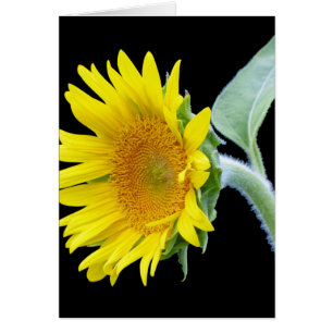 Cartão Small Sunflower