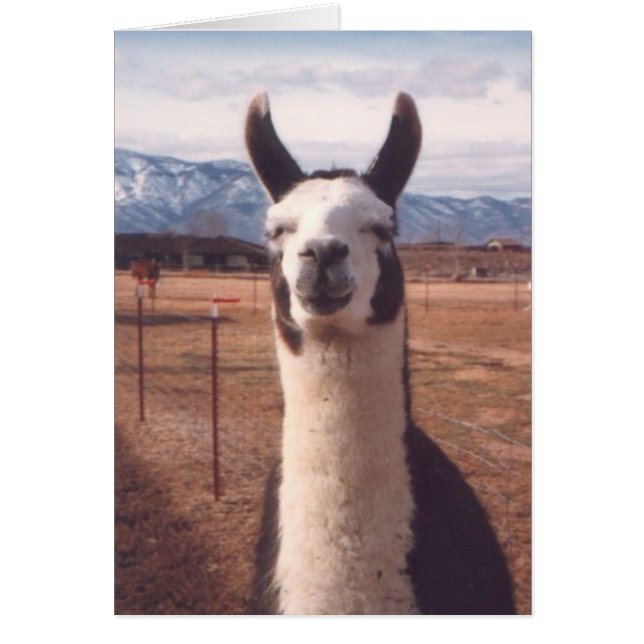 Cartão "Smiling Llama" (Frente)