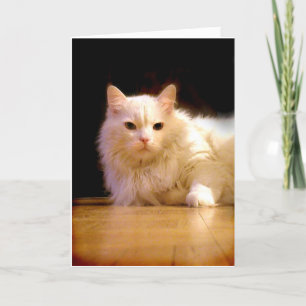 Cartão Smiling white cat greeting card