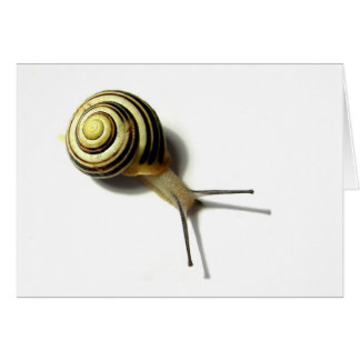 CARTÃO SNAIL DE JUNGLEWALK.COM
