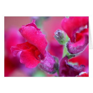 Cartão Snapdragons cor-de-rosa vibrante