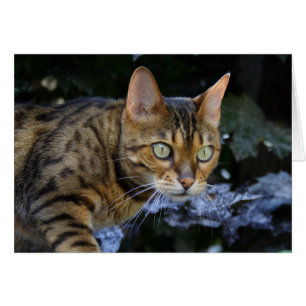 Cartão Sneaking Bengal Cat