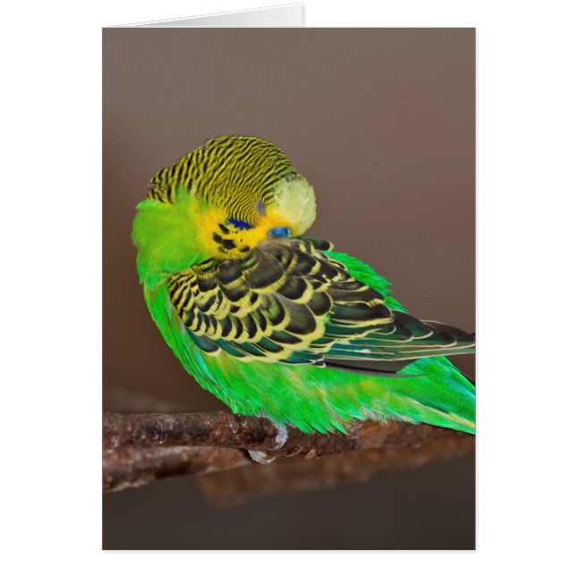 Cartão Snoozing Budgie (Frente)