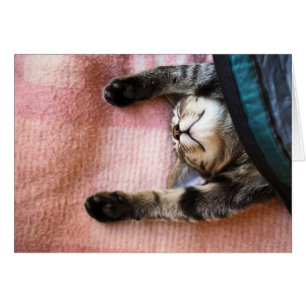Cartão Snoozing Kitten