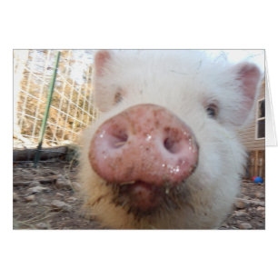 Cartão Snout Mini Pig Personalizado