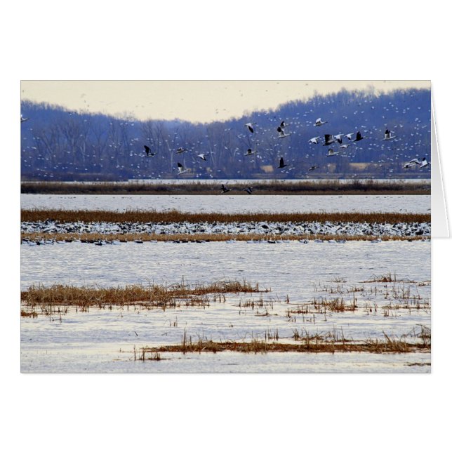 Cartão Snow Geese no nascer do Sol em Squaw Creek Willife (Frente Horizontal)