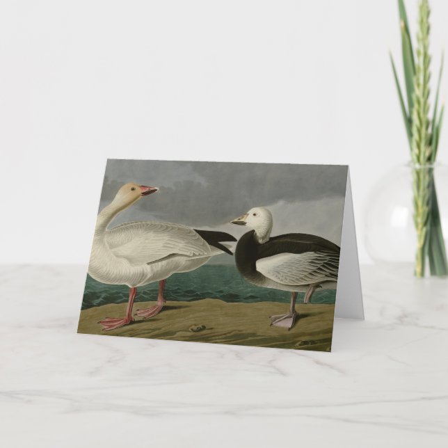 Cartão Snow Goose from Audubon's Birds of America (Frente)