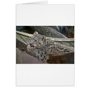 Cartão Snow Lepard
