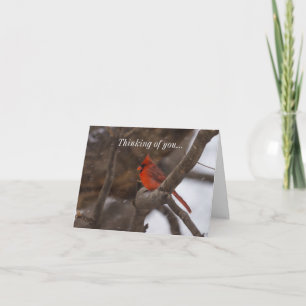 Cartão Snow Storm Cardinal Thinking Of You Card