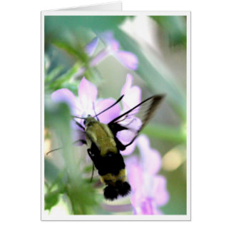 Cartão Snowberry Clearing Hummingbird Moth