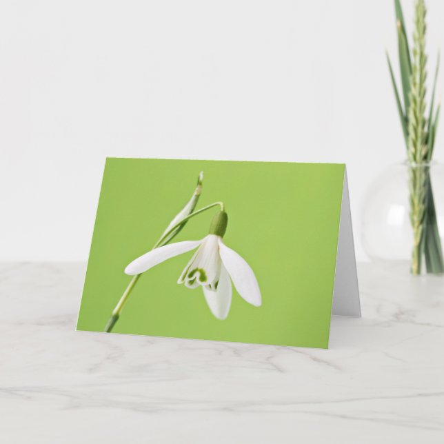 Cartão Snowdrop (Frente)