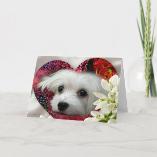 Cartão Snowdrop the Maltese Blank Greeting Card