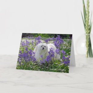 Cartão Snowdrop the Maltese Greeting Card