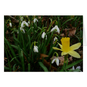 Cartão Snowdrops e o Daffodil saltam cedo floral