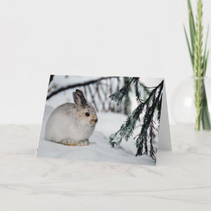Cartão Snowshoe Hare Winter Snow Nature Cena