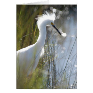 Cartão Snowy Egret