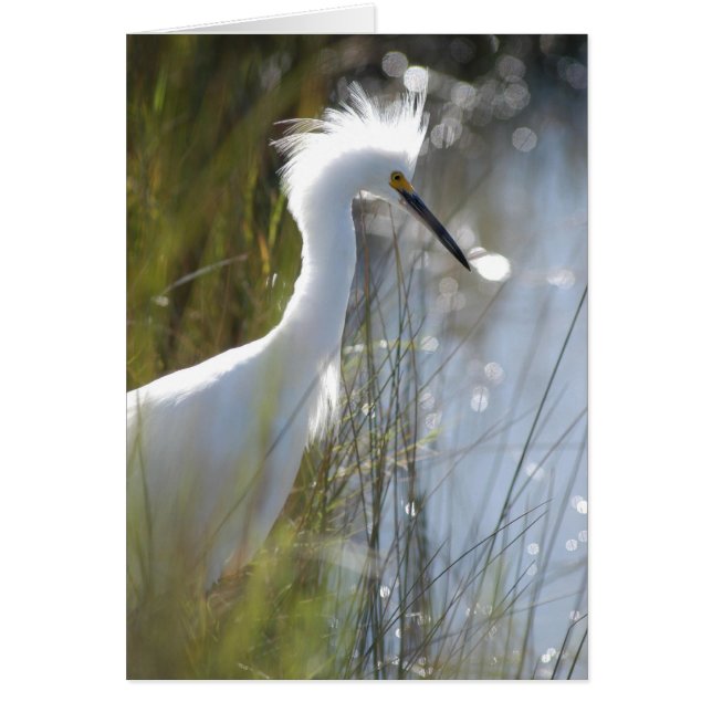 Cartão Snowy Egret (Frente)