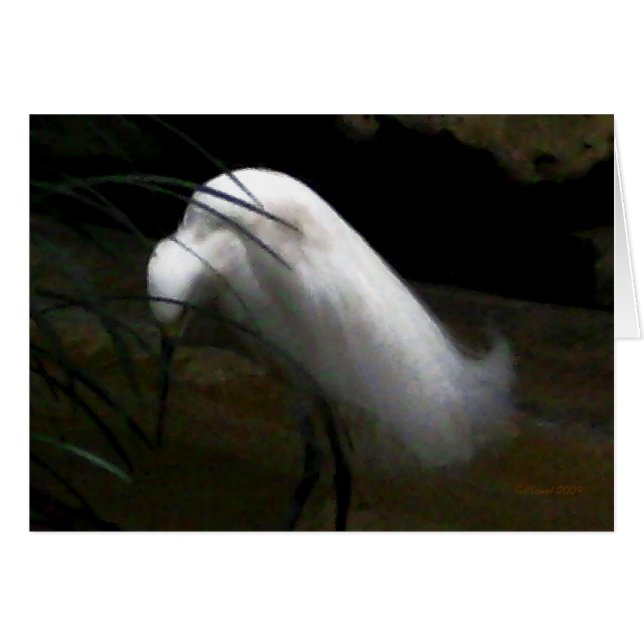 Cartão Snowy Egret (Frente Horizontal)