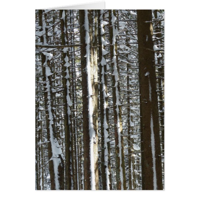 Cartão Snowy Fir Tree (Frente)