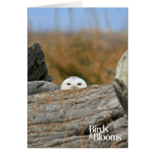 Cartão Snowy Owl