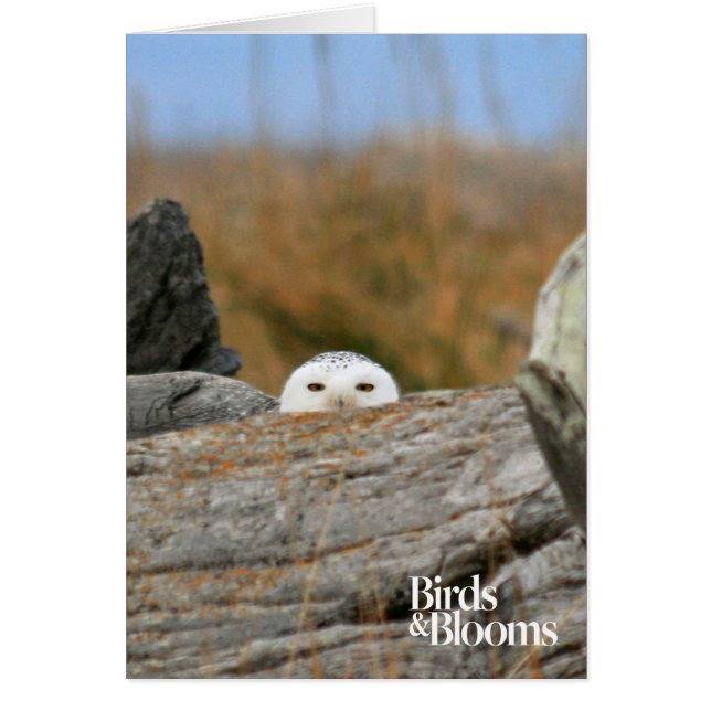 Cartão Snowy Owl (Frente)