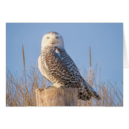 Cartão Snowy Owl