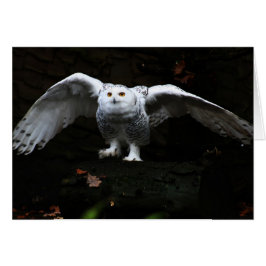 Cartão Snowy Owl com Gcna de Asas Abertas