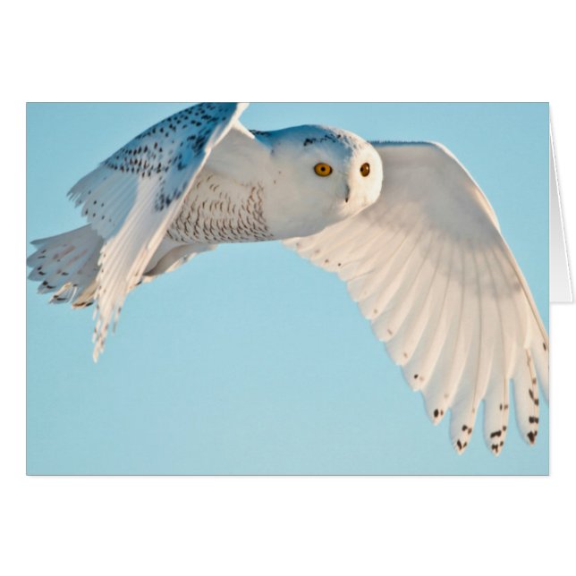 Cartão Snowy Owl em voo (Frente Horizontal)