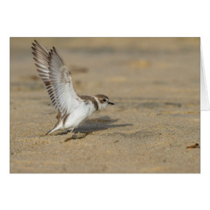 Cartão Snowy Plover Stretch
