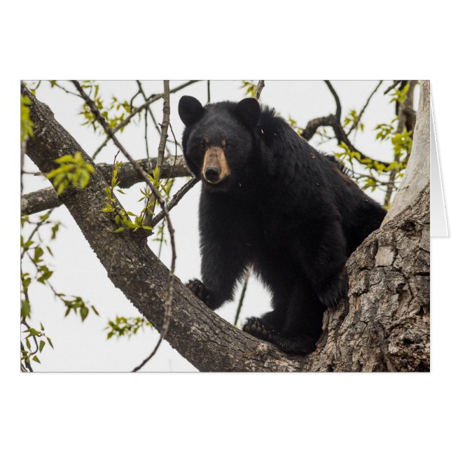 Cartão Sobe Urso Negro (Frente horizontal)