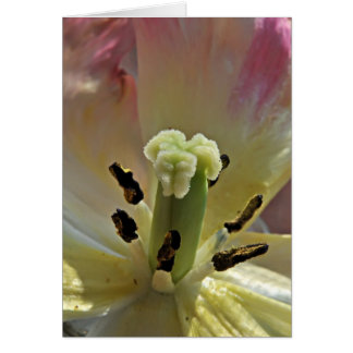 Cartão Sobre o pólen