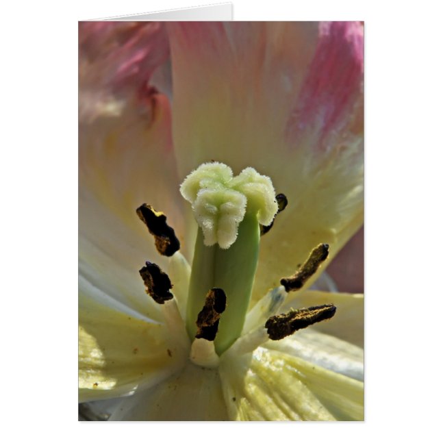 Cartão Sobre o pólen (Frente)