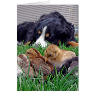 Cartão Sobre o Trabalho Bernese Mountain Dog Gaurds Bebês
