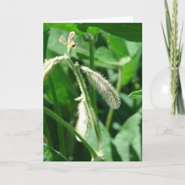 Cartão Soja (Frente)