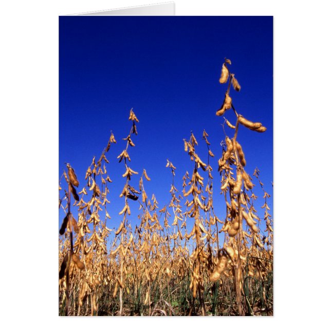 Cartão Soja (Frente)