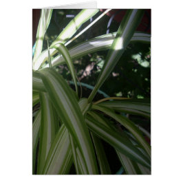 Cartão Sol e Sombra