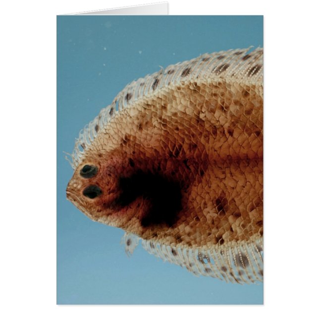 Cartão Solha (Frente)