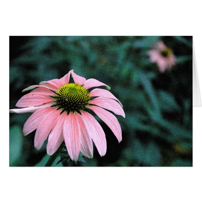 Cartão Solo Echinacea (Frente Horizontal)
