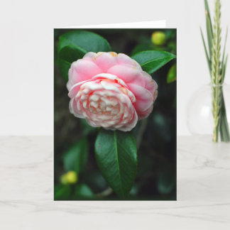 Cartão Solteiro camellia florescente