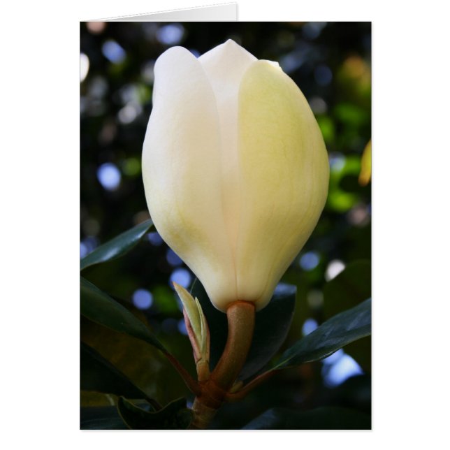 Cartão Solteiro Magnolia Bud (Frente)