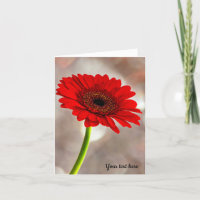 Solteiro Vermelho Gerbera Folheto