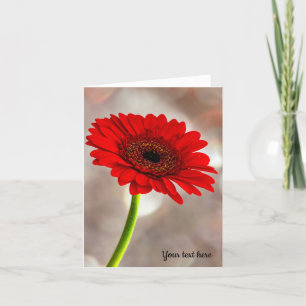 Cartão Solteiro Vermelho Gerbera Folheto