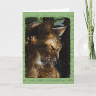 Cartão Somali Cat Sympathy Card