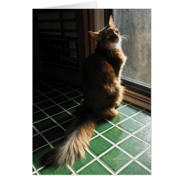 Cartão somaliano impressionante do gato (Frente)